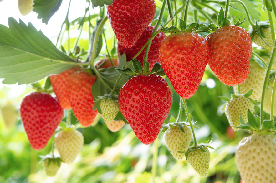 Strawberries